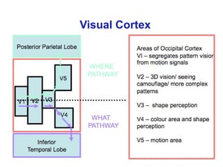 Visual Cortex
 