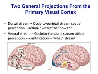 Two General Projections From the
Primary Visual Cortex
• Dorsal stream – Occipito-parietal stream spatial
perception – action- “where” or “how to”
• Ventral stream – Occipito-temporal stream object
perception – identification – “what” stream
 