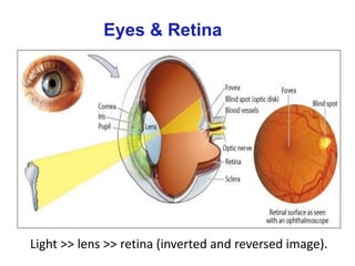 Eyes & Retina
Light >> lens >> retina (inverted and reversed image).
 