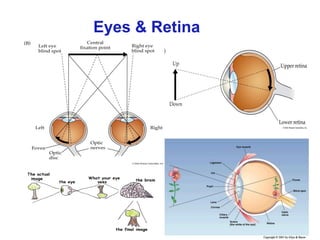 Eyes & Retina
 
