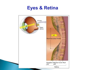 Eyes & Retina
 