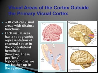  ~30 cortical visual
areas with distinct
functions
 Each visual area
has a topographic
representation of
external space in
the contralateral
hemifield
(however, these
get ‘less’
topographic as we
get further up in
the system)
 