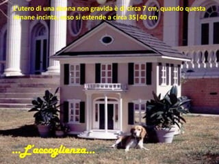 L’utero di una donna non gravida è di circa 7 cm, quando questa
rimane incinta, esso si estende a circa 35|40 cm
…L’accoglienza…
 