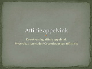 Kweekverslag affinie appelvink
Mycerobas icteriodes/Coccothraustes affininis
 