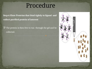 Procedure
Step-6 Elute Proteins that bind tightly to ligand and
collect purified protein of interest
 The protein is then free to run through the gel and be
collected.
 