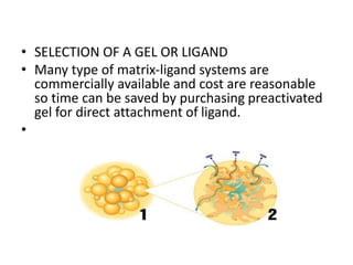 • SELECTION OF A GEL OR LIGAND
• Many type of matrix-ligand systems are
commercially available and cost are reasonable
so time can be saved by purchasing preactivated
gel for direct attachment of ligand.
•
 