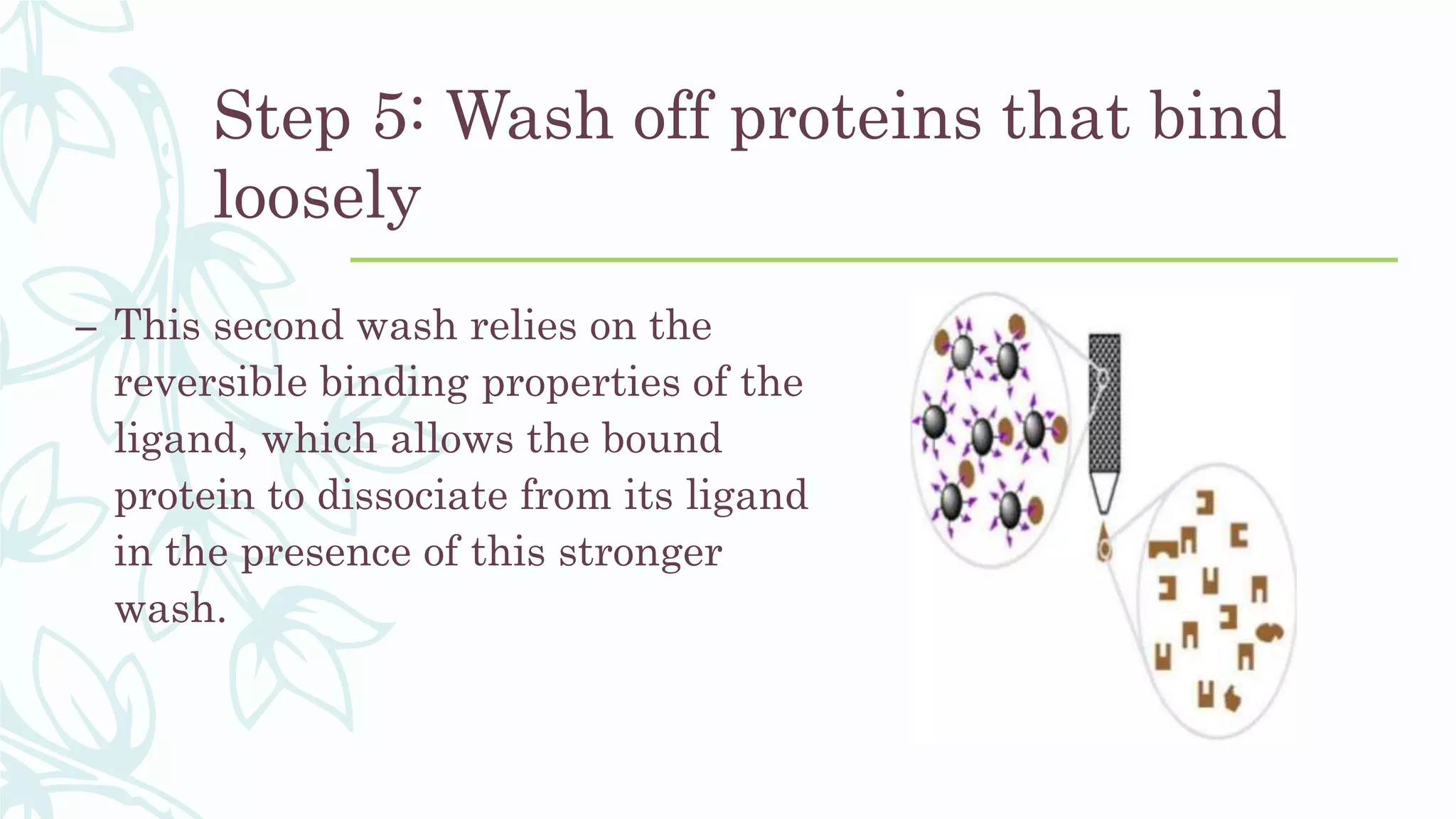 Step 5: Wash off proteins that bind
loosely
– This second wash relies on the
reversible binding properties of the
ligand, which allows the bound
protein to dissociate from its ligand
in the presence of this stronger
wash.
 