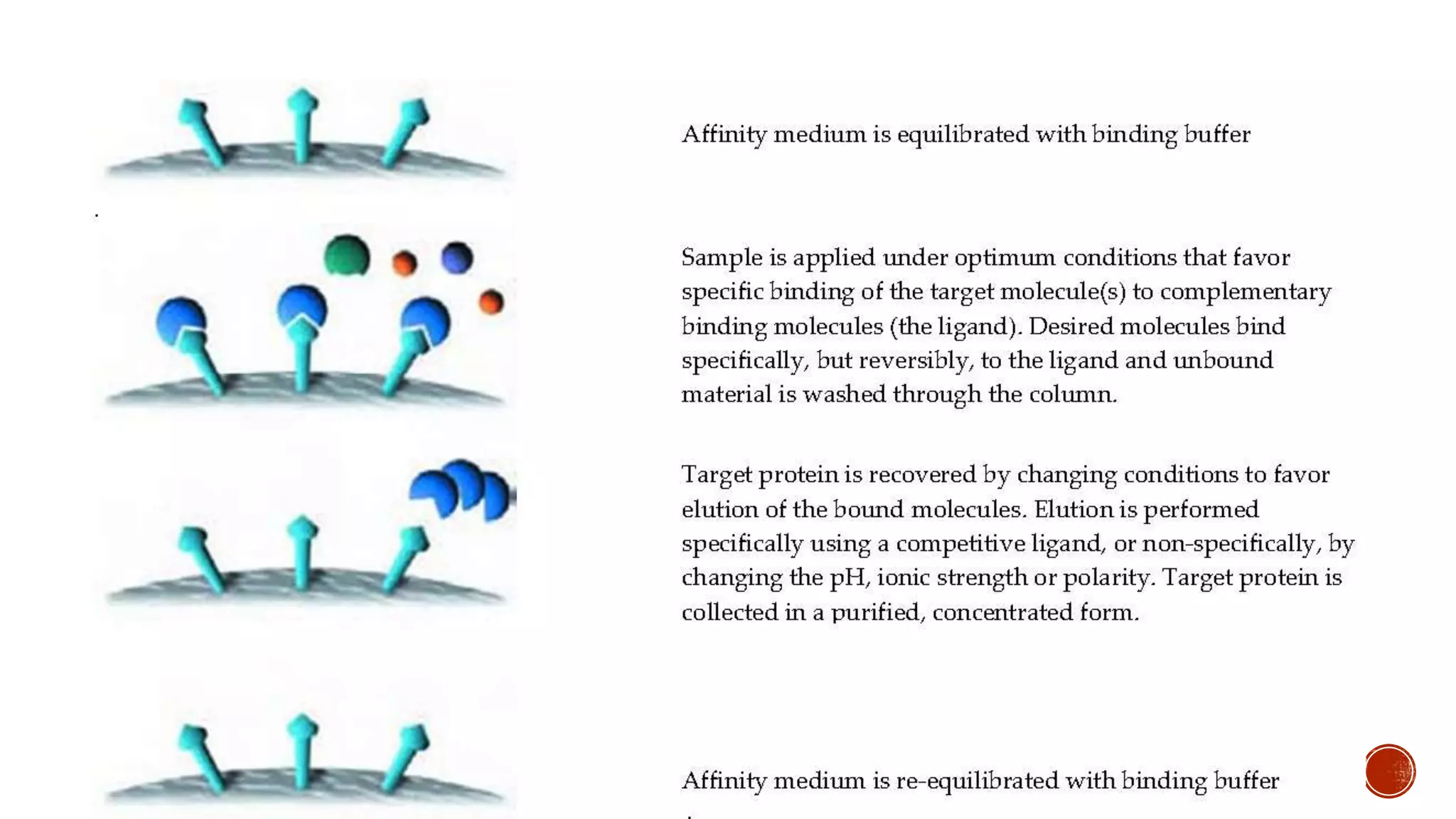 Affinity chromatography | PPTX