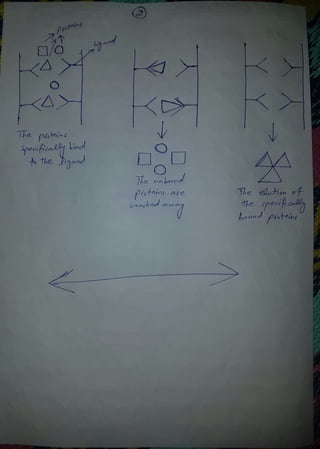 Affinity chromatography