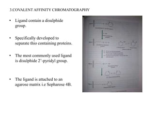 3.COVALENT AFFINITY CHROMATOGRAPHY
• Ligand contain a disulphide
group.
• Specifically developed to
separate thio containing proteins.
• The most commonly used ligand
is disulphide 2’-pyridyl group.
• The ligand is attached to an
agarose matrix i.e Sepharose 4B.
 