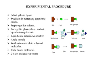 EXPERIMENTAL PROCEDURE
 Select gel and ligand
 Swell gel in buffer and couple the
ligand.
 Prepare gel for column.
 Pack gel in glass column and set
up column equipment.
 Equiliberate column with buffer.
 Apply sample
 Wash column to elute unbound
molecules.
 Elute bound molecules.
 Collect and analyse eluent.
 