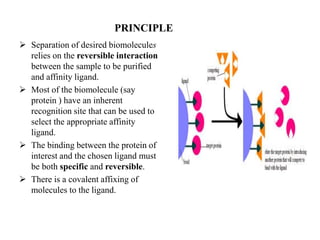 PRINCIPLE
 Separation of desired biomolecules
relies on the reversible interaction
between the sample to be purified
and affinity ligand.
 Most of the biomolecule (say
protein ) have an inherent
recognition site that can be used to
select the appropriate affinity
ligand.
 The binding between the protein of
interest and the chosen ligand must
be both specific and reversible.
 There is a covalent affixing of
molecules to the ligand.
 