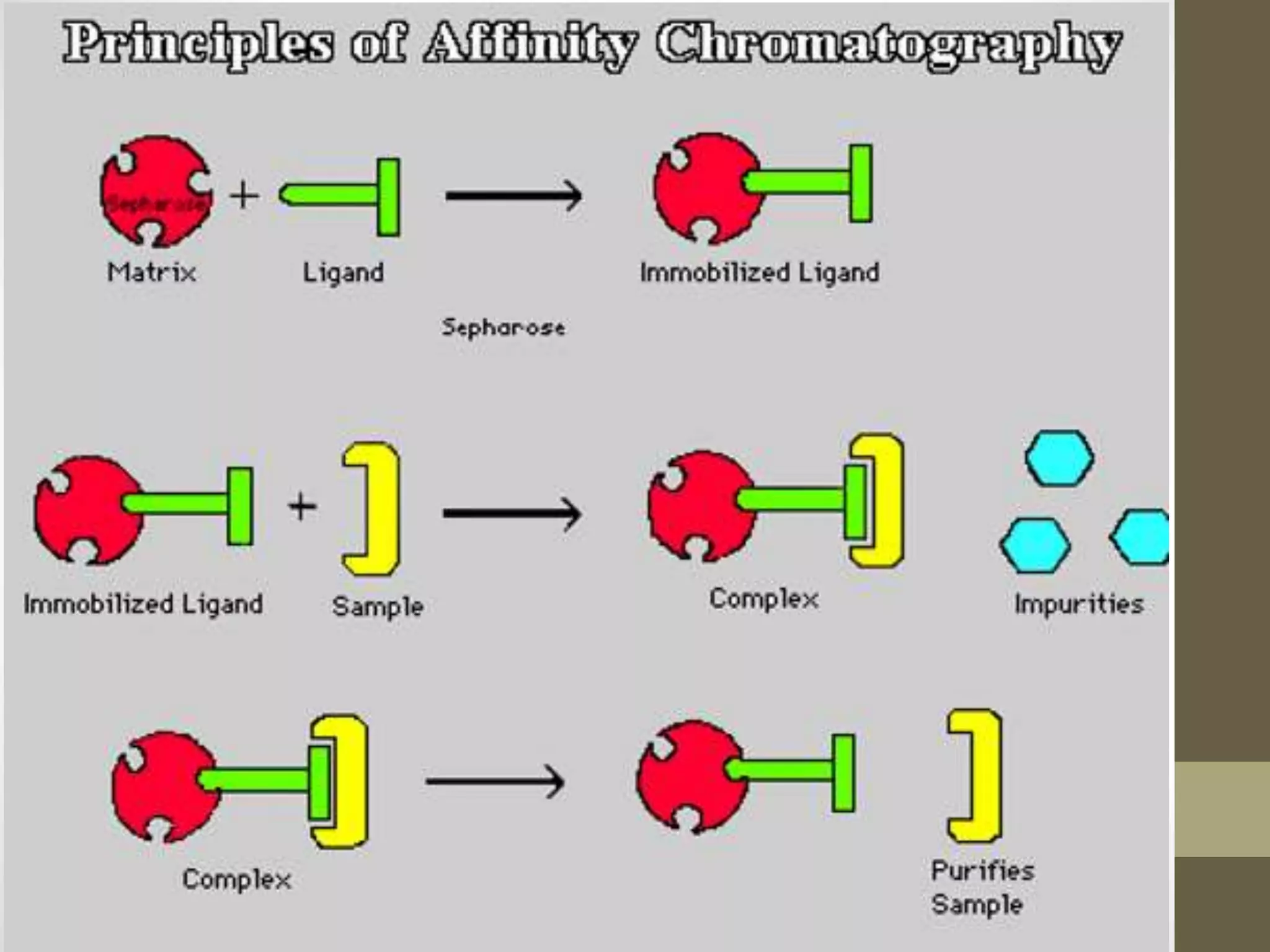 Affinity Chromatography Instrumentation Slideshare