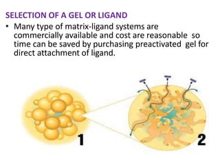 SELECTION OF A GEL OR LIGAND
• Many type of matrix-ligand systems are
commercially available and cost are reasonable so
time can be saved by purchasing preactivated gel for
direct attachment of ligand.
 