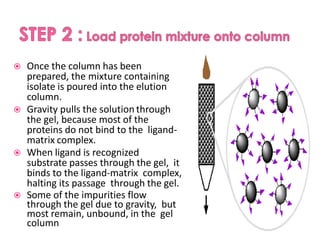  Once the column has been
prepared, the mixture containing
isolate is poured into the elution
column.
 Gravity pulls the solution through
the gel, because most of the
proteins do not bind to the ligand-
matrix complex.
 When ligand is recognized
substrate passes through the gel, it
binds to the ligand-matrix complex,
halting its passage through the gel.
 Some of the impurities flow
through the gel due to gravity, but
most remain, unbound, in the gel
column
 