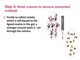  Finally to collect isolate,
which is still bound to the
ligand-matrix in the gel, a
stronger second wash is run
through the column.
 