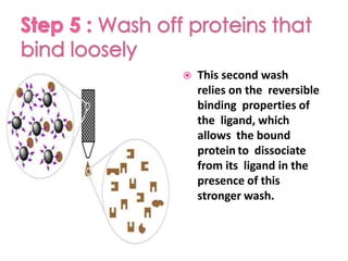  This second wash
relies on the reversible
binding properties of
the ligand, which
allows the bound
protein to dissociate
from its ligand in the
presence of this
stronger wash.
 