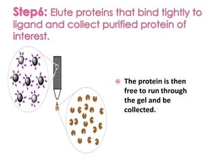 The protein is then
free to run through
the gel and be
collected.
 