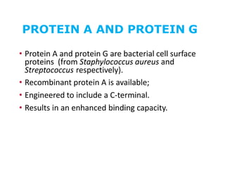 PROTEIN A AND PROTEIN G
• Protein A and protein G are bacterial cell surface
proteins (from Staphylococcus aureus and
Streptococcus respectively).
• Recombinant protein A is available;
• Engineered to include a C-terminal.
• Results in an enhanced binding capacity.
 
