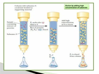 Affinity chromatography Introduction Theory Instrumentation ...