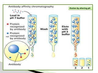 Affinity chromatography Introduction Theory Instrumentation ...