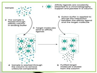 Affinity chromatography Introduction Theory Instrumentation ...