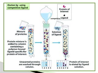 Affinity chromatography Introduction Theory Instrumentation ...