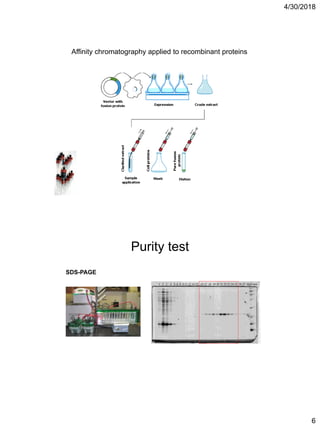 4/30/2018
6
Affinity chromatography applied to recombinant proteins
Purity test
SDS-PAGE
 