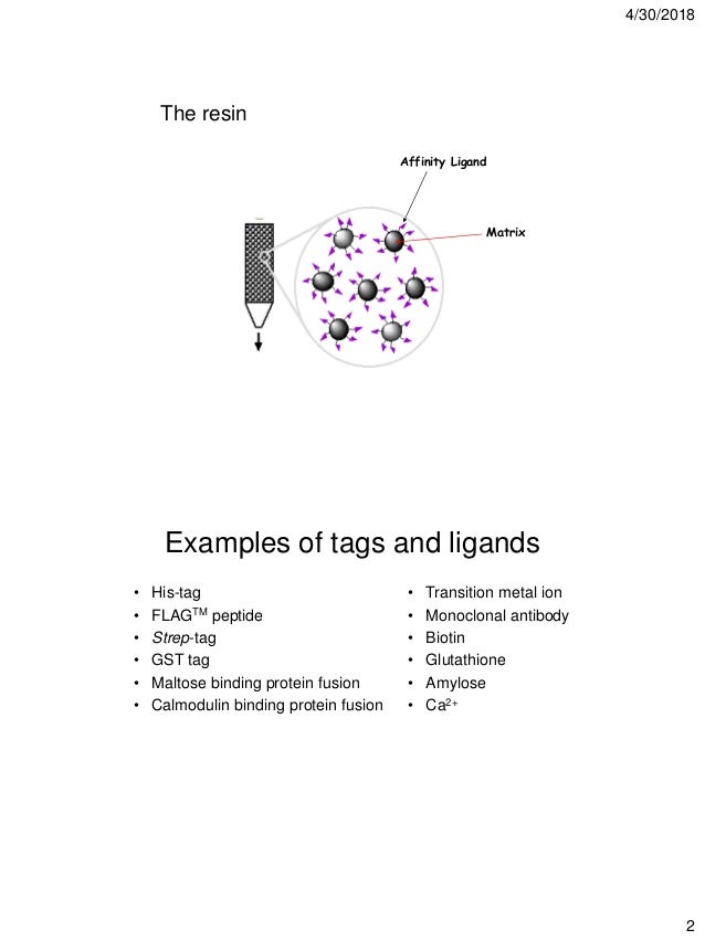 Affinity chromatography and gel filteration