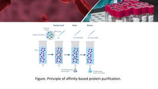 Affinity purification and mass spectrophotometry | PPTX