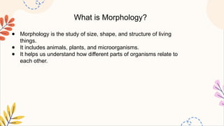 What is Morphology?
● Morphology is the study of size, shape, and structure of living
things.
● It includes animals, plants, and microorganisms.
● It helps us understand how different parts of organisms relate to
each other.
 