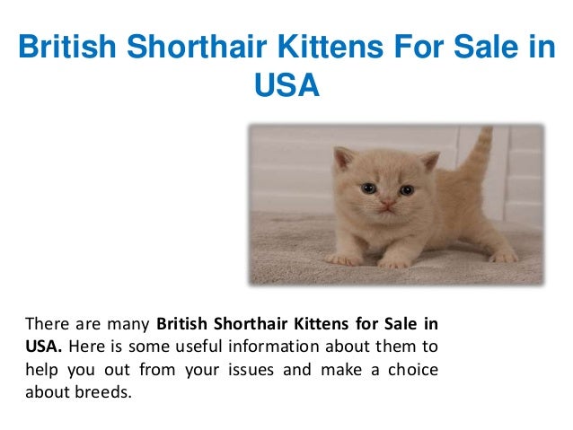 Affordable British Shorthair Kittens For Sale