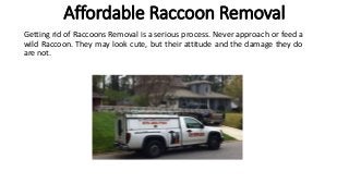 Affordable Raccoon Removal
Getting rid of Raccoons Removal is a serious process. Never approach or feed a
wild Raccoon. They may look cute, but their attitude and the damage they do
are not.
 