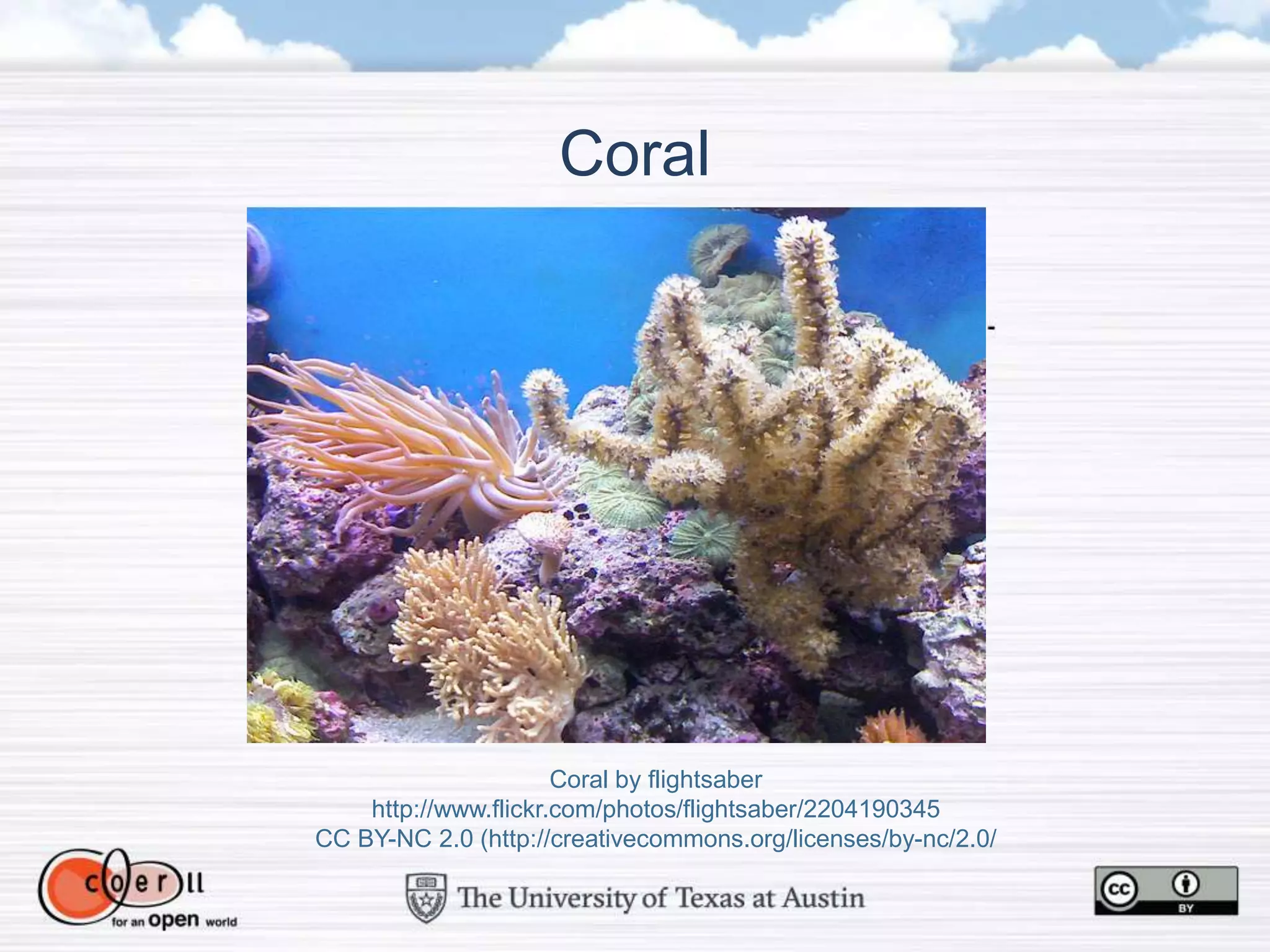Coral
Coral by flightsaber
http://www.flickr.com/photos/flightsaber/2204190345
CC BY-NC 2.0 (http://creativecommons.org/licenses/by-nc/2.0/
 