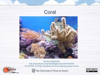 Coral
Coral by flightsaber
http://www.flickr.com/photos/flightsaber/2204190345
CC BY-NC 2.0 (http://creativecommons.org/licenses/by-nc/2.0/
 