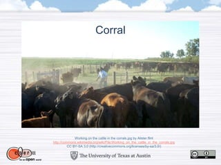 Working on the cattle in the corrals.jpg by Alister.flint
http://commons.wikimedia.org/wiki/File:Working_on_the_cattle_in_the_corrals.jpg
CC BY-SA 3.0 (http://creativecommons.org/licenses/by-sa/3.0/)
Corral
 