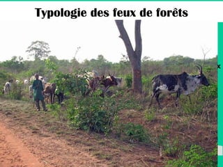 Les feux agricoles  Les feux de chasse ou de cueillette Les feux de renouvellement du pâturage ou feux pastoraux Les feux de protection des biens et des personnes Les feux de renouvellement du feuillage de  Vitex doniana Typologie des feux de forêts 