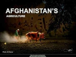 AFGHANISTAN AFGHANISTAN’SAGRICULTURE http://my.opera.com/bachkien http://my.opera.com/vinhbinhpro 