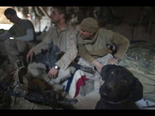 A soldier, part of the NATO forces, carries a sniffing dog after a gun battle in Kabul, Afghanistan, in this April 16, 201...
