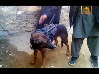 Afghanistan: Dogs of War