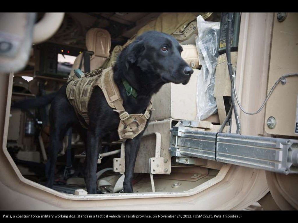 usmc dog harness