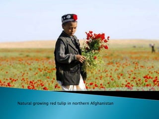 Natural growing red tulip in northern Afghanistan 
 