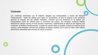 Conclusión:
Los nutrientes absorbidos por el intestino delgado son transportados a través del Sistema
Cardiovascular, hasta las células para lograr su combustión, ya que el oxigeno y los nutrientes
generan la energía que las células necesitan, mientras que los desechos en la sangre son
transportados hacia los riñones para su excreción del cuerpo. Sin embargo, nuestros hábitos
alimenticios influyen mucho en este proceso mejorando o deteriorando la salud de los órganos que
componen el Sistema Cardiovascular. A través de nuestra dieta es posible controlar la mayoría de las
causas y enfermedades crónicas que conllevan al ataque cardiaco, por lo que es mejor crear hábitos
alimenticios saludables para prevenir el infarto miocardio.
 