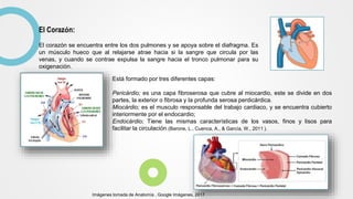 El Corazón:
El corazón se encuentra entre los dos pulmones y se apoya sobre el diafragma. Es
un músculo hueco que al relajarse atrae hacia si la sangre que circula por las
venas, y cuando se contrae expulsa la sangre hacia el tronco pulmonar para su
oxigenación.
Está formado por tres diferentes capas:
Pericárdio; es una capa fibroserosa que cubre al miocardio, este se divide en dos
partes, la exterior o fibrosa y la profunda serosa perdicárdica.
Miocárdio; es el musculo responsable del trabajo cardiaco, y se encuentra cubierto
interiormente por el endocardio;
Endocárdio; Tiene las mismas características de los vasos, finos y lisos para
facilitar la circulación (Barone, L., Cuenca, A., & García, W., 2011 ).
Imágenes tomada de Anatomía , Google Imágenes, 2017
 