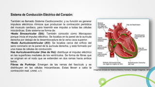 Sistema de Conducción Eléctrico del Corazón:
También es llamado Sistema Cardioconector, y su función es generar
impulsos eléctricos rítmicos que produzcan la contracción periódica
del musculo cardiaco, para trasmitir ese impulso a todas las células
miocárdicas. Este sistema se forma de:
•Nodo Sinoauricular (SA): También conocido como Marcapaso
porque inicia el impulso eléctrico. Se localiza en la pared de la aurícula
derecha por debajo de la desembocadura de la vena cava superior.
•Nodo Auriculoventricular (AV): Se localiza cerca del orificio del
seno coronario en la pared de la aurícula derecha, y está formado por
una masa de células de conducción.
Haz Auriculoventricular (Haz de Hiz): distribuye el impulso eléctrico
en las superficies mediales de los ventrículos. Se forma de fibras que
se originan en el nodo que se extienden en dos ramas hacia ambos
lados.
Fibras de Purkinje: Emergen de las ramas del fascículo y se
distribuyen en las células miocardíacas. Estas llevan a cabo la
contracción real. (UNNE, s.f.)
Imágenes tomada de Sistema Eléctrico Humano, Google Imágenes, 2017
 