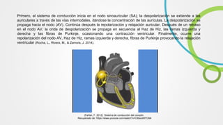 Primero, el sistema de conducción inicia en el nodo sinoauricular (SA); la despolarización se extiende a las
auriculares a través de las vías internodales, dándose la concentración de las aurículas. La despolarización se
propaga hacia el nodo (AV). Continúa después la repolarización y relajación auricular. Después de un retraso
en el nodo AV, la onda de despolarización se propaga en secuencia al Haz de Hiz, las ramas izquierda y
derecha y las fibras de Purkinje, ocasionando una contracción ventricular. Finalmente, ocurre una
repolarización del nodo AV, Haz de Hiz, ramas izquierda y derecha, fibras de Purkinje provocando la relajación
ventricular (Rocha, L., Rivera, M., & Zamora, J. 2014).
(Farfan, F. 2012) Sistema de conducción del corazón.
Recuperado de: https://www.youtube.com/watch?v=CMxcdI87CM4
 