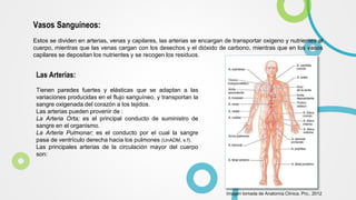 Vasos Sanguíneos:
Estos se dividen en arterias, venas y capilares, las arterias se encargan de transportar oxigeno y nutrientes al
cuerpo, mientras que las venas cargan con los desechos y el dióxido de carbono, mientras que en los vasos
capilares se depositan los nutrientes y se recogen los residuos.
Las Arterias:
Tienen paredes fuertes y elásticas que se adaptan a las
variaciones producidas en el flujo sanguíneo, y transportan la
sangre oxigenada del corazón a los tejidos.
Las arterias pueden provenir de :
La Arteria Orta; es el principal conducto de suministro de
sangre en el organismo.
La Arteria Pulmonar; es el conducto por el cual la sangre
pasa de ventrículo derecha hacia los pulmones (UnADM, s.f).
Las principales arterias de la circulación mayor del cuerpo
son:
Imagen tomada de Anatomía Clínica. Pro., 2012
 