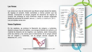 Las Venas:
Las venas son vías de conducción que llevan sangre desde los tejidos,
de regreso al corazón. Están sometidas a menos presión que las
arterias. Transportan la sangre cargada de desechos de regreso al
corazón Sin embargo la vena Pulmonar carga la sangre oxigenada
desde los pulmones al corazón. (Barone, L., Cuenca, A., & García, W., 2011 ).
Las principales venas son:
Vasos Capilares:
En los capilares, se produce la liberación de oxígeno y nutrientes,
desde la sangre hacia los tejidos, y se recoge el dióxido de carbono y el
material de desecho de los órganos. Los capilares, están interpuestos
entre las arterias y las venas para el intercambio de la sangre arterial
rica en oxigeno y nutrientes, con la sangre venosa cargada de
desechos (Pro., 2012).
Imagen tomada de Anatomía Clínica. Pro., 2012
Imagen tomada de Barone, L., Cuenca, A., & García, W., 2011
 