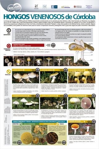 Afiche de hongos venenosos/toxicos