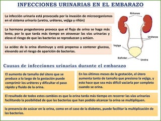 La infección urinaria está provocada por la invasión de microorganismos
en el sistema urinario (uretra, uréteres, vejiga y riñón)
La hormona progesterona provoca que el flujo de orina se haga más
lento, por lo que tarda más tiempo en atravesar las vías urinarias y
eleva el riesgo de que las bacterias se reproduzcan y actúen.
La acidez de la orina disminuye y está propensa a contener glucosa,
elevando así el riesgo de aparición de bacterias.
El aumento de tamaño del útero que se
produce a lo largo de la gestación puede
comprimir los uréteres y dificultar el paso
rápido y fluido de la orina.
En los últimos meses de la gestación, el útero
aumenta tanto de tamaño que presiona la vejiga, y
esto hace que sea más difícil vaciarla por completo
cuando se orina.
El resultado de todos estos cambios es que la orina tarda más tiempo en recorrer las vías urinarias
facilitando la posibilidad de que las bacterias que han podido alcanzar la orina se multipliquen.
la presencia de azúcar en la orina, como en el caso de la diabetes, puede facilitar la multiplicación de
las bacterias.
 